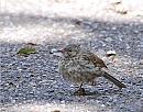 Click image for larger version. 

Name:	Dunnock ( Prunella modularis) DSC_0027.jpg 
Views:	405 
Size:	152.6 KB 
ID:	14958