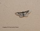 Click image for larger version. 

Name:	SH3030 -1007 09-Least_Carpet-Idaea_rusticata.jpg 
Views:	550 
Size:	324.7 KB 
ID:	14959