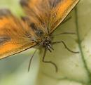 Click image for larger version. 

Name:	SH4318 -1007 16-Gatekeeper-Pyronia_tithonus.jpg 
Views:	179 
Size:	291.9 KB 
ID:	14964