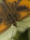 Click image for larger version. 

Name:	SH4340 -1007 16-Gatekeeper-Pyronia_tithonus.jpg 
Views:	179 
Size:	275.8 KB 
ID:	14965