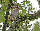 Click image for larger version. 

Name:	Goldfinch (Carduelis carduelis) DSC_0189.jpg 
Views:	391 
Size:	142.6 KB 
ID:	14974