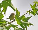 Click image for larger version. 

Name:	( 0Willow Warbler Phylloscopus trochilusD SC_0024.jpg 
Views:	206 
Size:	97.9 KB 
ID:	14975
