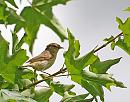 Click image for larger version. 

Name:	Willow Warbler (Phylloscopus trochilus) DSC_0023.jpg 
Views:	216 
Size:	114.4 KB 
ID:	14976