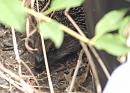 Click image for larger version. 

Name:	SH4359 -1007 17-Hedgehog-Erinaceus europaeus.jpg 
Views:	215 
Size:	284.9 KB 
ID:	14998