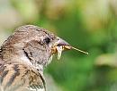 Click image for larger version. 

Name:	House Sparrow (Passer domesticus) DSC_0199.JPG 
Views:	200 
Size:	100.2 KB 
ID:	15004