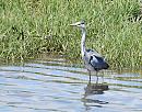 Click image for larger version. 

Name:	Grey Heron (Ardea cinerea) DSC_0058.jpg 
Views:	1418 
Size:	223.1 KB 
ID:	15005