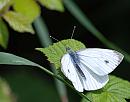 Click image for larger version. 

Name:	Small Whire (Pieris rapae) DSC_0168.JPG 
Views:	220 
Size:	76.1 KB 
ID:	15010