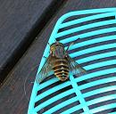 Click image for larger version. 

Name:	Hoverfly, or what 2.JPG 
Views:	773 
Size:	673.0 KB 
ID:	15011