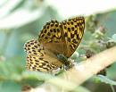 Click image for larger version. 

Name:	silver-washed_fritillary_P7184446.jpg 
Views:	208 
Size:	404.5 KB 
ID:	15015