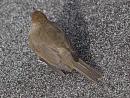 Click image for larger version. 

Name:	4669 -1007 19-Female Blackcap.jpg 
Views:	297 
Size:	334.9 KB 
ID:	15028