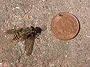 Click image for larger version. 

Name:	Giant Horsefly 2.JPG 
Views:	2573 
Size:	170.0 KB 
ID:	15030
