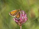 Click image for larger version. 

Name:	essex_skipper_P7184296.jpg 
Views:	168 
Size:	407.2 KB 
ID:	15063