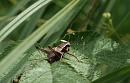 Click image for larger version. 

Name:	dark_bush_cricket_P7184097.jpg 
Views:	301 
Size:	543.4 KB 
ID:	15068