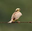 Click image for larger version. 

Name:	Yellow Hammer Combe Gibbet 2 IMG_0012_edited-2.jpg 
Views:	931 
Size:	294.3 KB 
ID:	15087