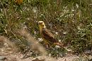 Click image for larger version. 

Name:	Yellow Hammer Combe Gibbet IMG_0010_edited-2.jpg 
Views:	456 
Size:	525.6 KB 
ID:	15088