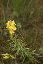 Click image for larger version. 

Name:	Toadflax (Linaria vulgaris Mill.) IMG_0030_edited-2.jpg 
Views:	257 
Size:	271.6 KB 
ID:	15090