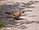 Click image for larger version. 

Name:	Blackbird (Turdus merula ) DSC_0210.jpg 
Views:	195 
Size:	154.7 KB 
ID:	15093