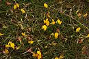 Click image for larger version. 

Name:	Birsfoot Trefoil (Lotus corniculatis L.) IMG_0031_edited-2.jpg 
Views:	256 
Size:	564.9 KB 
ID:	15100