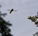 Click image for larger version. 

Name:	SH5209 -1007 19-hoverfly.jpg 
Views:	159 
Size:	298.6 KB 
ID:	15110