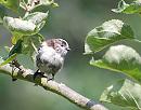 Click image for larger version. 

Name:	Long-tailed Tit (Aegithalos caudatus) DSC_0026.jpg 
Views:	204 
Size:	103.2 KB 
ID:	15126