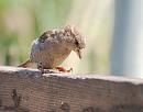 Click image for larger version. 

Name:	House Sparrow (Passer domesticus) DSC_0022.jpg 
Views:	520 
Size:	73.0 KB 
ID:	15139