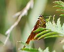 Click image for larger version. 

Name:	Jersey Tiger (Euplagia quadripunctaria) DSC_0062.jpg 
Views:	276 
Size:	66.4 KB 
ID:	15140