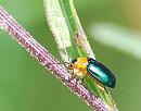Click image for larger version. 

Name:	Pittosporum Beetle (Family Chrysomelidae).DSC_0125.jpg 
Views:	219 
Size:	94.0 KB 
ID:	15141