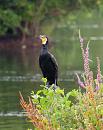 Click image for larger version. 

Name:	Cormorant (Phalacrocorax carbo) IMG_0061_edited-2.jpg 
Views:	194 
Size:	663.2 KB 
ID:	15146