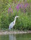 Click image for larger version. 

Name:	Grey Heron (Ardea cinerea) IMG_0009_edited-2.jpg 
Views:	198 
Size:	623.8 KB 
ID:	15147