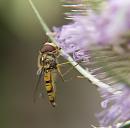 Click image for larger version. 

Name:	SH6052 -1007 26-Marmalade hoverfly - Episyrphus balteatus.jpg 
Views:	182 
Size:	352.1 KB 
ID:	15156