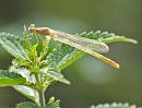 Click image for larger version. 

Name:	Damselfly_P7244622.jpg 
Views:	146 
Size:	416.2 KB 
ID:	15169