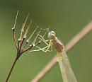 Click image for larger version. 

Name:	Damselfly_P7244631.jpg 
Views:	143 
Size:	409.6 KB 
ID:	15170