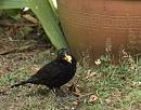 Click image for larger version. 

Name:	SH4489 -1007 17-Blackbird-Turdus_merula.jpg 
Views:	221 
Size:	418.2 KB 
ID:	15186