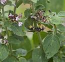 Click image for larger version. 

Name:	SH5462 -1007 21-Potter Wasp-Ancistrocerus poss Auctus.jpg 
Views:	248 
Size:	328.2 KB 
ID:	15188