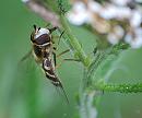 Click image for larger version. 

Name:	Hoverfly (Eupeodes americanus) DSC_0118.jpg 
Views:	144 
Size:	60.1 KB 
ID:	15227