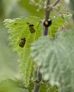 Click image for larger version. 

Name:	SH2521 -1007 07-Harlequin Larvae.jpg 
Views:	197 
Size:	394.8 KB 
ID:	15228