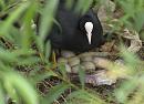 Click image for larger version. 

Name:	SH8587 -1006 10-Coot-Fulica_atra.jpg 
Views:	225 
Size:	385.9 KB 
ID:	15231