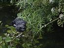 Click image for larger version. 

Name:	SH0574 -1006 25-Coot-Fulica_atra.jpg 
Views:	211 
Size:	328.5 KB 
ID:	15243