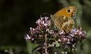 Click image for larger version. 

Name:	SH5393-1007 23-Gatekeeper Butterfly.jpg 
Views:	182 
Size:	392.5 KB 
ID:	15284