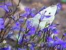 Click image for larger version. 

Name:	Small White (Pieris rapae) DSC_0059.jpg 
Views:	185 
Size:	115.0 KB 
ID:	15290