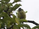 Click image for larger version. 

Name:	SH6798 -1008 04-Blue-Tit-Cyanistes_caeruleus.jpg 
Views:	194 
Size:	276.4 KB 
ID:	15340