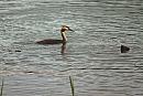 Click image for larger version. 

Name:	Great Crested Grebe (Podiceps cristatus) IMG_0113_edited-2.jpg 
Views:	213 
Size:	641.0 KB 
ID:	15355