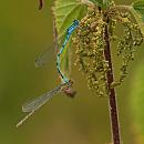 Click image for larger version. 

Name:	CommonBlue Damselfly (Enallagma cyathigerum) IMG_0140_edited-2.jpg 
Views:	209 
Size:	532.0 KB 
ID:	15359