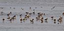 Click image for larger version. 

Name:	black-tailed_godwits_P8085353.jpg 
Views:	192 
Size:	158.6 KB 
ID:	15382