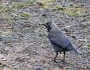 Click image for larger version. 

Name:	Jackdaw (Corvus monedula) DSC_0004.JPG 
Views:	188 
Size:	216.6 KB 
ID:	15386