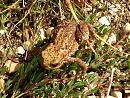 Click image for larger version. 

Name:	Common Toad  juv.JPG 
Views:	215 
Size:	414.1 KB 
ID:	15390
