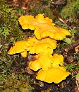 Click image for larger version. 

Name:	fungi 3.JPG 
Views:	1015 
Size:	119.9 KB 
ID:	1541