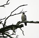 Click image for larger version. 

Name:	Peregrine Falcon.JPG 
Views:	183 
Size:	75.9 KB 
ID:	1542