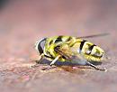 Click image for larger version. 

Name:	Drone fly  (Eristalis tenax ) DSC_0181.jpg 
Views:	286 
Size:	73.0 KB 
ID:	15454
