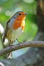 Click image for larger version. 

Name:	Robin (Erithacus rubecula) DSC_0069.jpg 
Views:	192 
Size:	68.1 KB 
ID:	15455